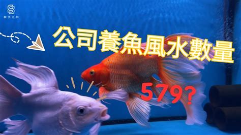 養魚數量吉數|【風水 魚 數量】風水魚缸養幾條才旺財？揭開三界五行的最佳數。